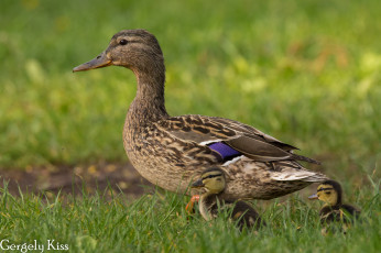 Картинка животные утки утка