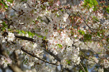 Картинка цветы цветущие+деревья+ +кустарники весна