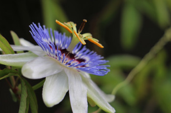 Картинка цветы пассифлора экзотика