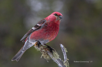 Картинка животные птицы птица