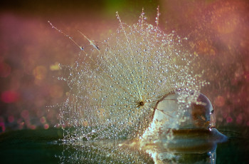 Картинка разное капли +брызги +всплески вода одуванчик