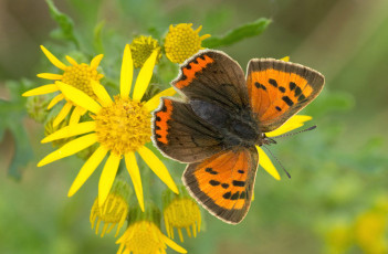 Картинка животные бабочки +мотыльки +моли бабочка