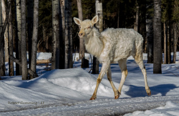 Картинка животные олени белый