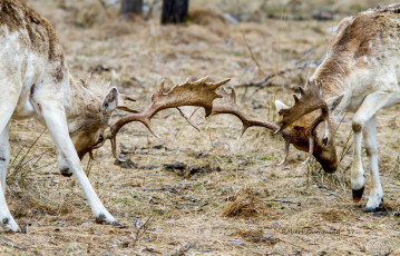 Картинка животные олени