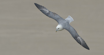 Картинка животные Чайки +бакланы +крачки чайка