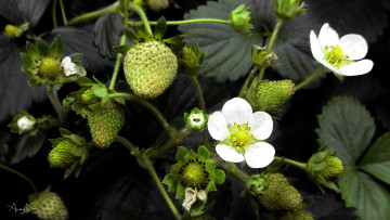 Картинка природа Ягоды клубника