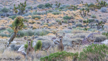 Картинка животные олени