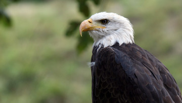 Картинка животные птицы+-+хищники профиль