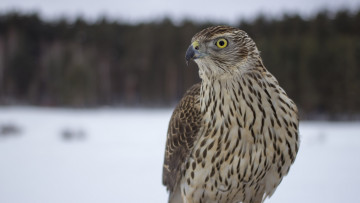 Картинка животные птицы+-+хищники взгляд