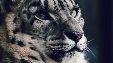 Картинка животные снежный+барс+ ирбис морда