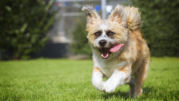 Картинка животные собаки бег