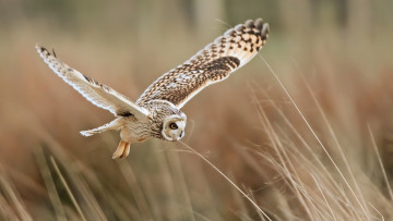 Картинка животные совы полет