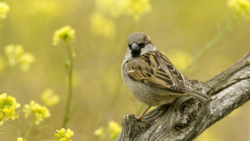 обоя животные, воробьи, взгляд