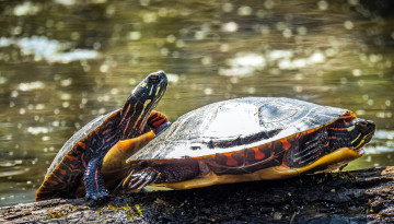 Картинка животные Черепахи черепаха