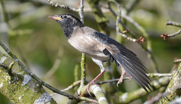 Картинка животные птицы птица