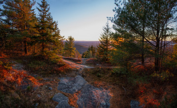 Картинка природа лес простор