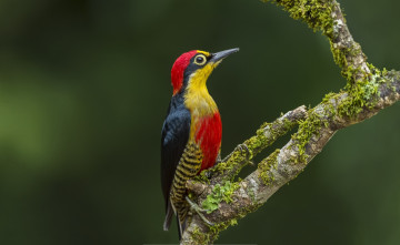 Картинка желтолицый+меланерпес животные дятлы мох ветка дятел птица