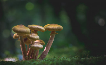 Картинка природа грибы