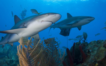 Картинка животные акулы море акула