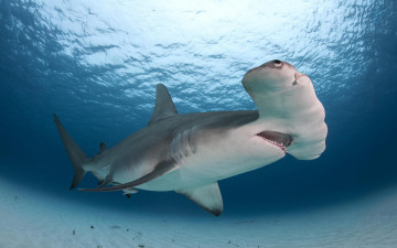 Картинка животные акулы море акула