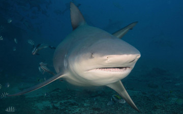 Картинка животные акулы море акула