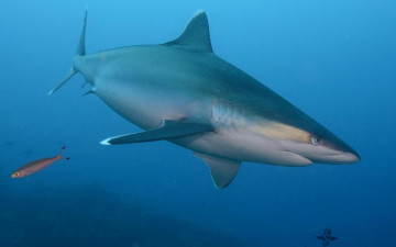 Картинка животные акулы море акула