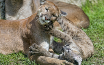 обоя животные, пумы, двое