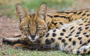 Картинка животные сервалы взгляд