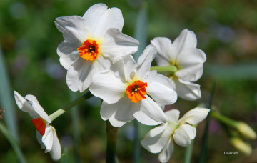 Картинка цветы нарциссы