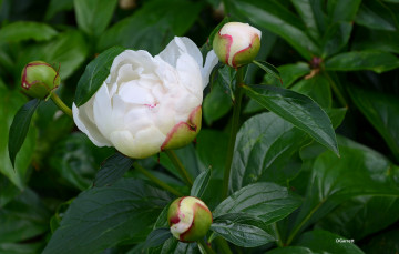 Картинка цветы пионы пион