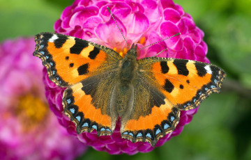 Картинка животные бабочки +мотыльки +моли бабочка