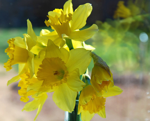 Обои картинки фото цветы, нарциссы