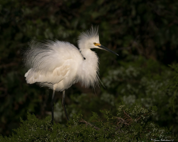 Обои картинки фото животные, цапли,  выпи, цапля