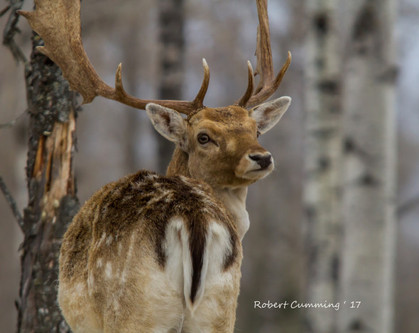 Обои картинки фото животные, олени, олень