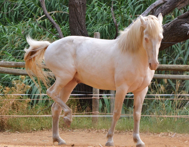 Обои картинки фото животные, лошади, фон, лошадь