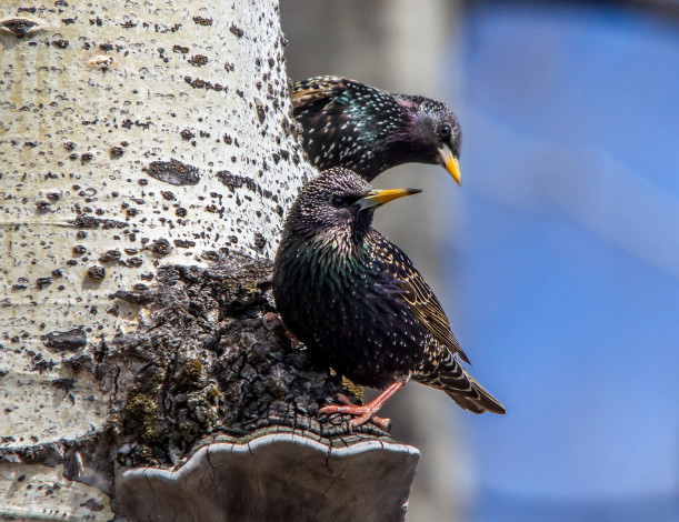 Обои картинки фото животные, вороны,  грачи,  галки, грачи