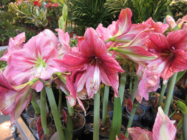 Обои картинки фото цветы, амариллисы,  гиппеаструмы, розовые