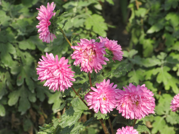 Обои картинки фото цветы, астры