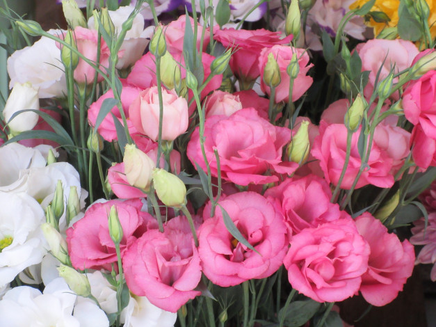 Обои картинки фото цветы, эустома, розовые