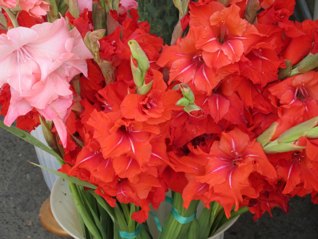 Обои картинки фото цветы, гладиолусы