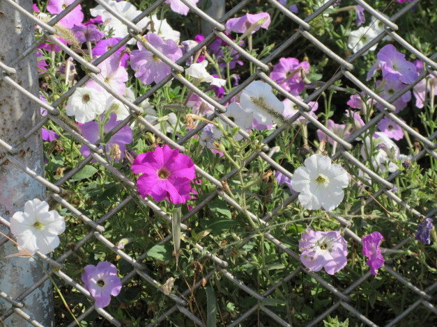 Обои картинки фото цветы, петунии,  калибрахоа