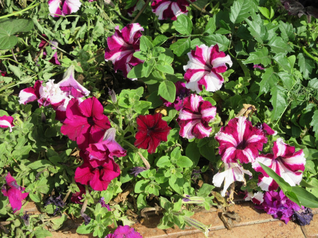 Обои картинки фото цветы, петунии,  калибрахоа