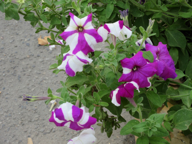 Обои картинки фото цветы, петунии,  калибрахоа