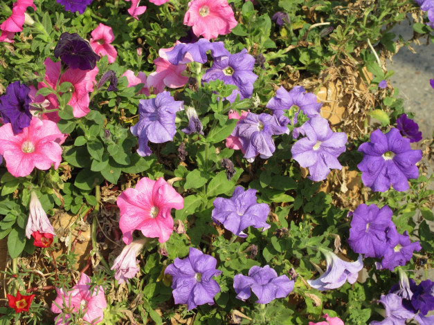 Обои картинки фото цветы, петунии,  калибрахоа