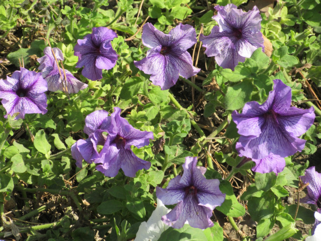 Обои картинки фото цветы, петунии,  калибрахоа