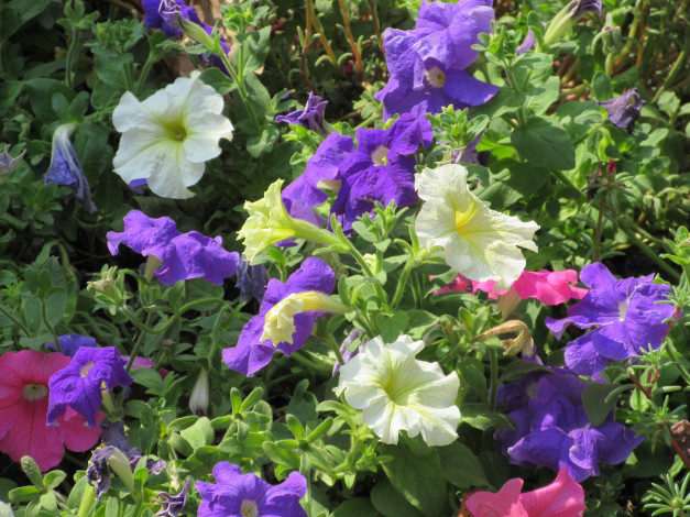 Обои картинки фото цветы, петунии,  калибрахоа