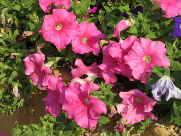 Обои картинки фото цветы, петунии,  калибрахоа, розовые