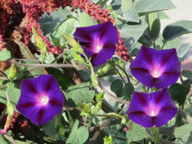 Обои картинки фото цветы, вьюнки,  ипомеи