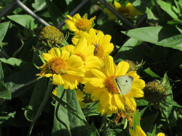 Обои картинки фото цветы, жёлтые