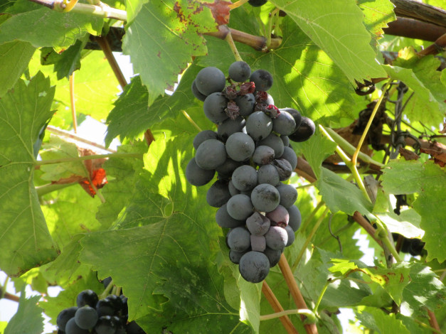 Обои картинки фото природа, Ягоды,  виноград, виноград